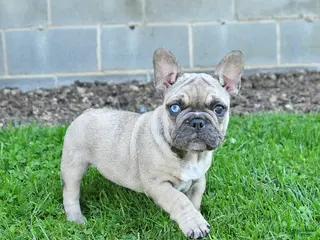 French Bulldog dogs for sale: Coconut - Ad 4