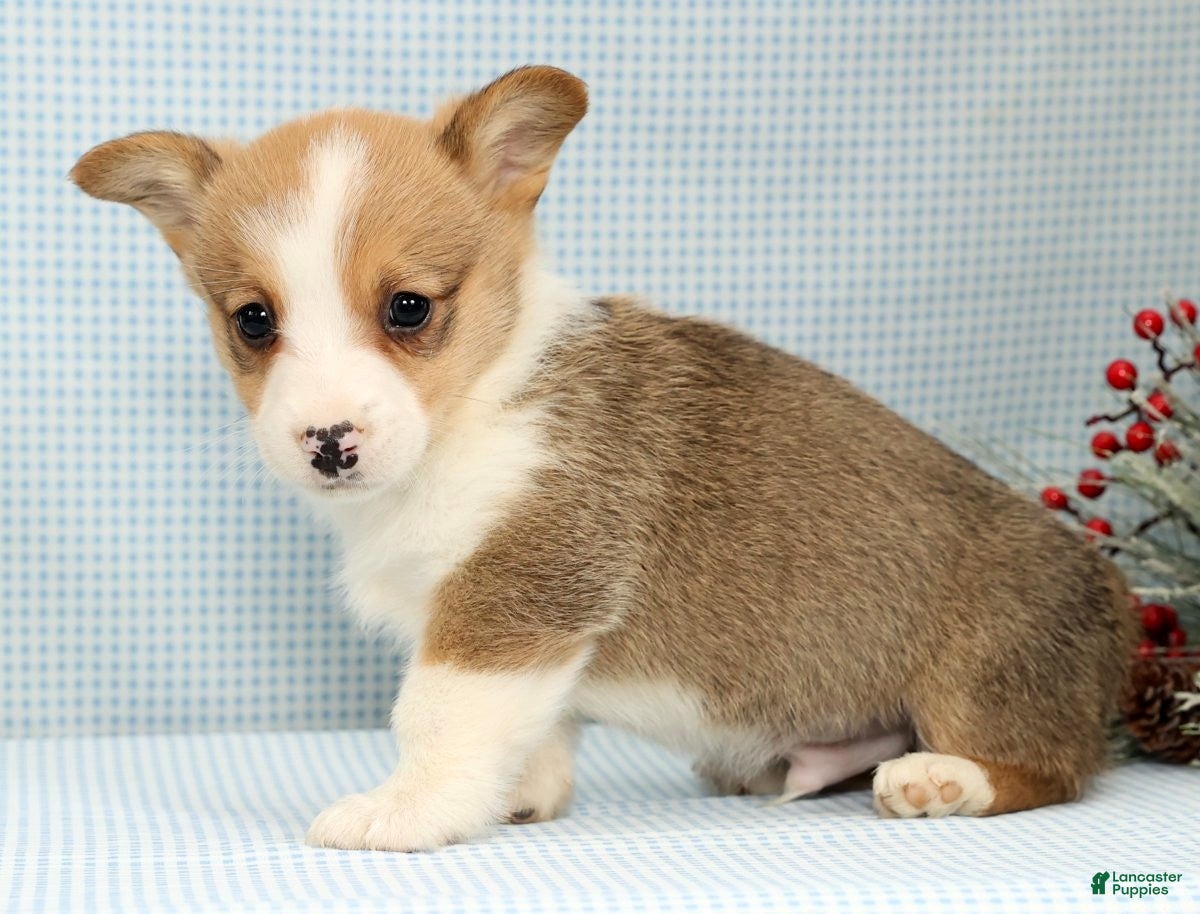 Welsh Corgi Pembroke dogs Max - Ad 10
