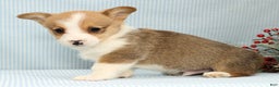 Welsh Corgi Pembroke dogs for sale: Max - Ad 1