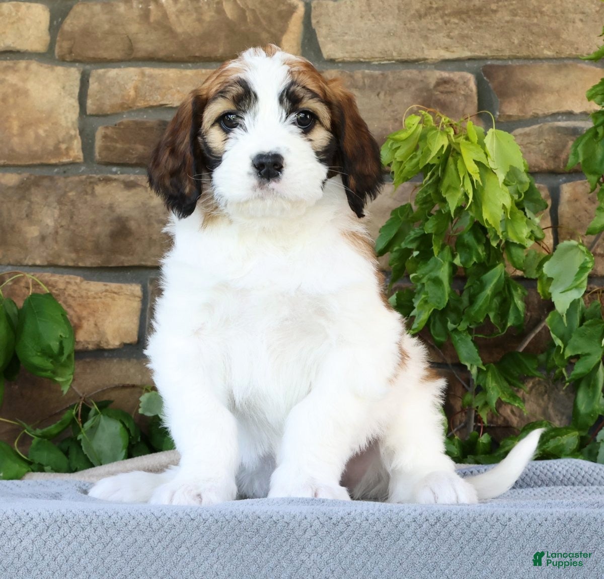 Saint Berdoodles dogs Rose - Ad 1