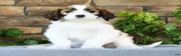 Saint Berdoodles dogs for sale: Rose - Ad 1