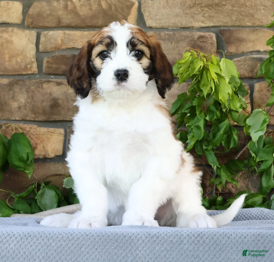Saint Berdoodles dogs for sale: Rose - Ad 1