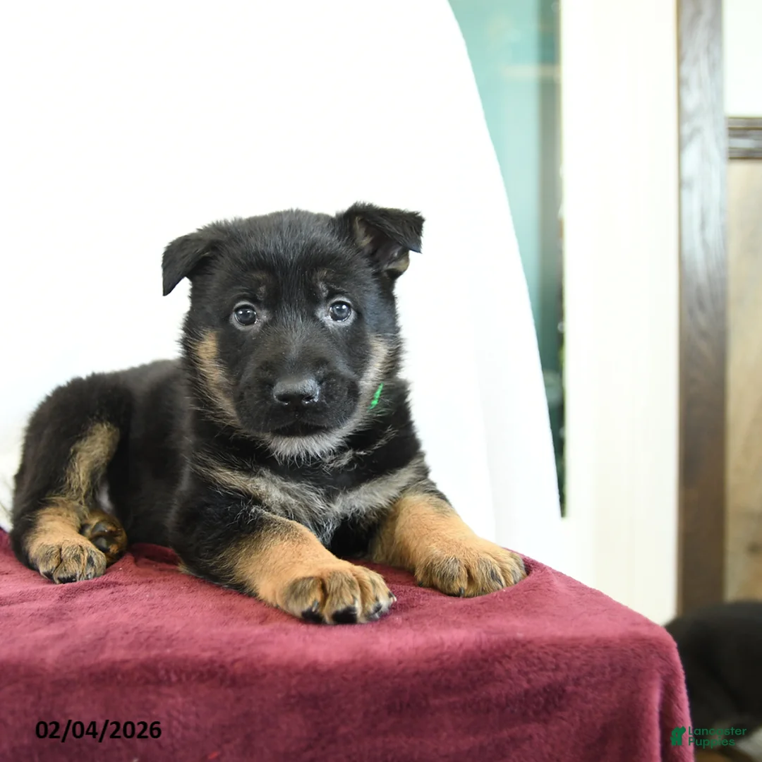 German Shepherd dogs for sale: Axle - Ad 3