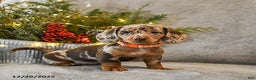 Dachshund dogs for sale: Trouble - Ad 4