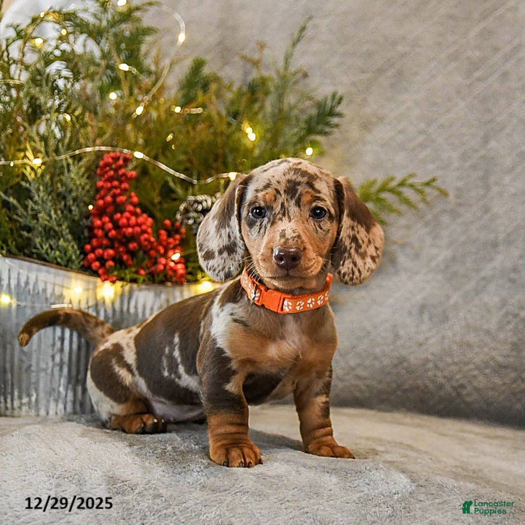Dachshund dogs for sale: Trouble - Ad 4