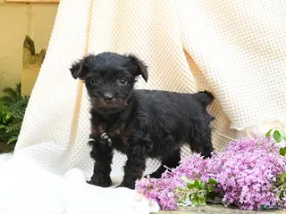 Yorkshire Terrier dogs for sale: Tabor - Ad 3
