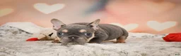 French Bulldog dogs for sale: Annie - Ad 6
