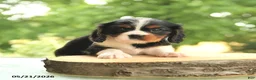Cavalier King Charles Spaniel dogs for sale: Bo  - Ad 4