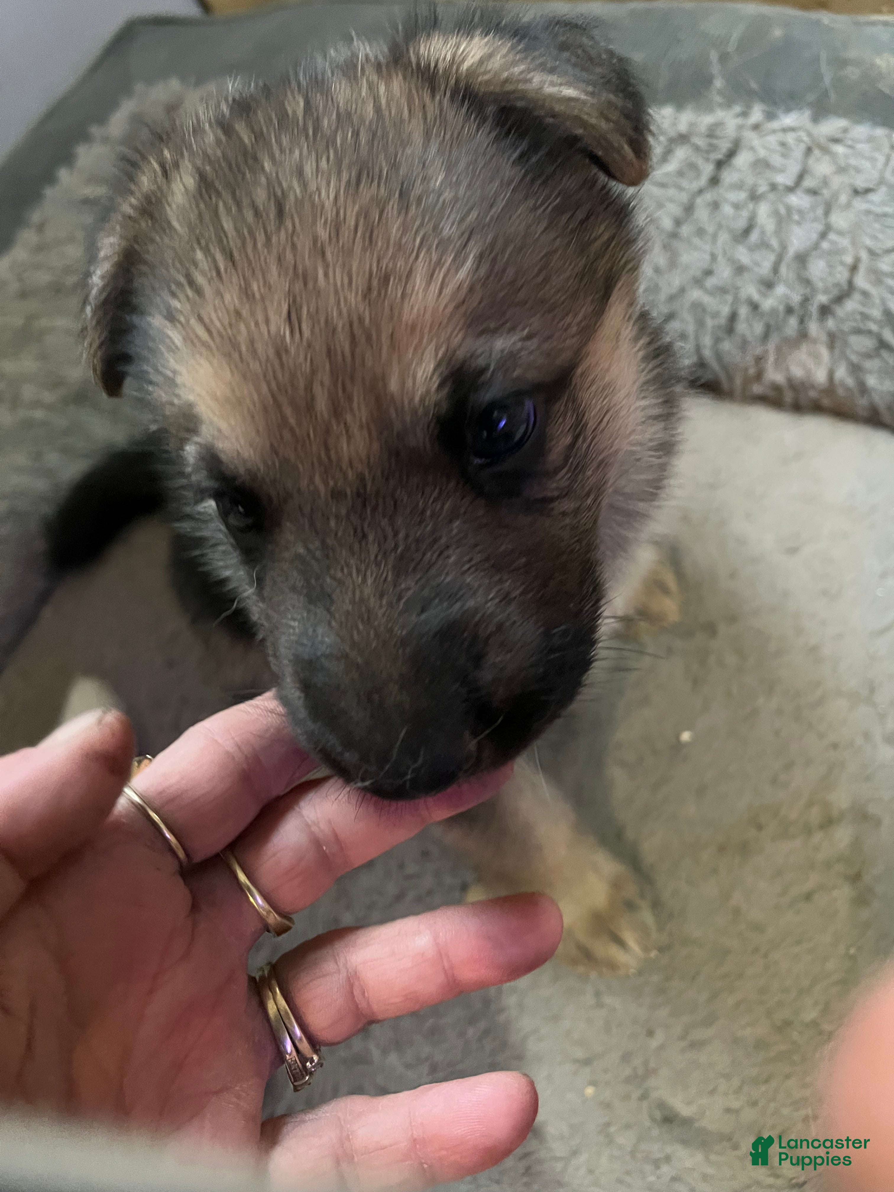 German Shepherd dogs for sale: German Shepherd Puppy 4 - Ad 1