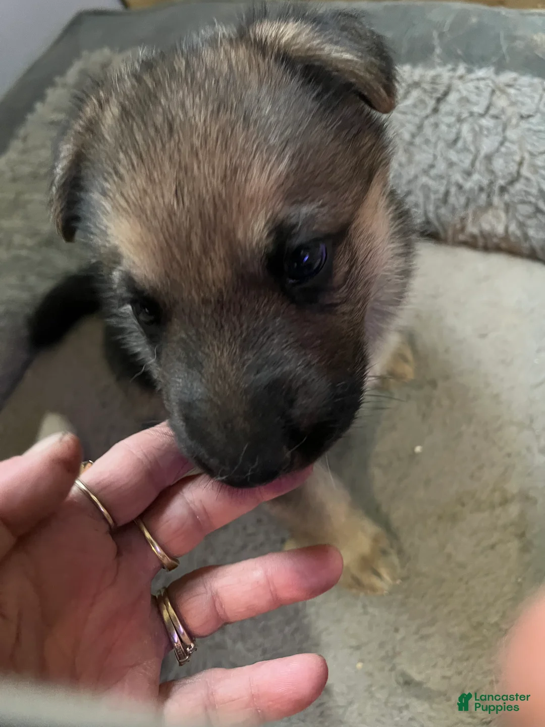 German Shepherd dogs for sale: German Shepherd Puppy 4 - Ad 1