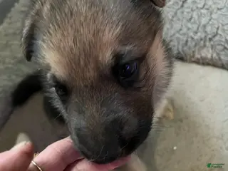 German Shepherd dogs German Shepherd Puppy 4 - Ad 35