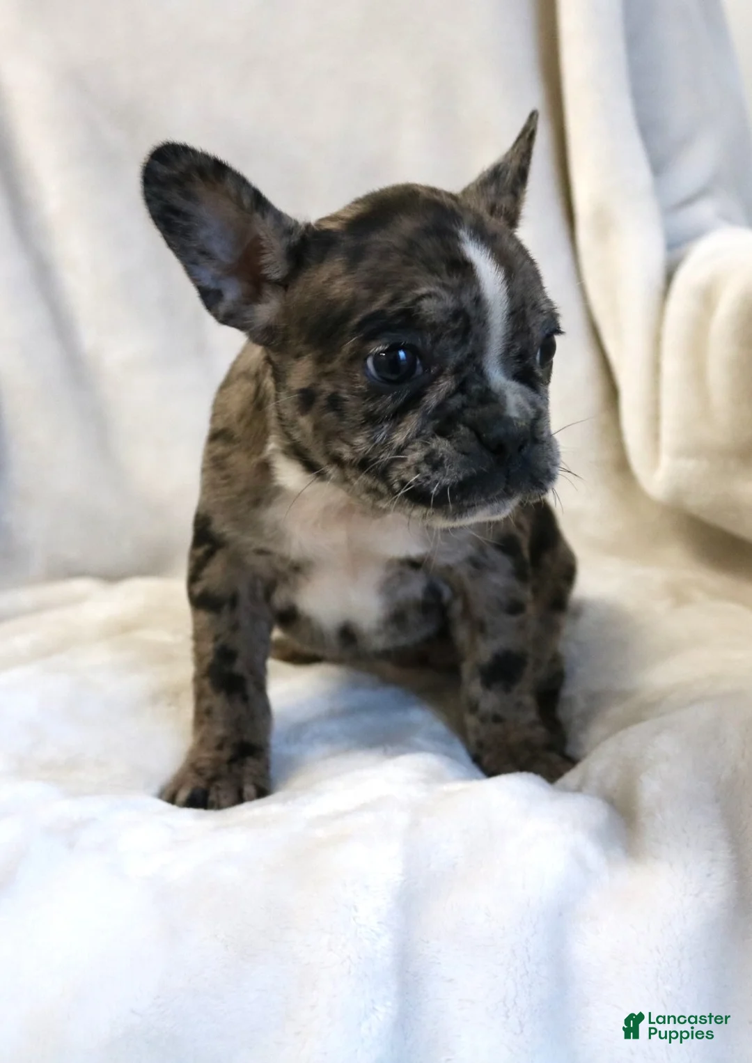 Frenchton dogs for sale: Cassie - Ad 3