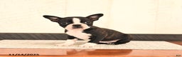 Boston Terrier dogs for sale: Jewel - Ad 2