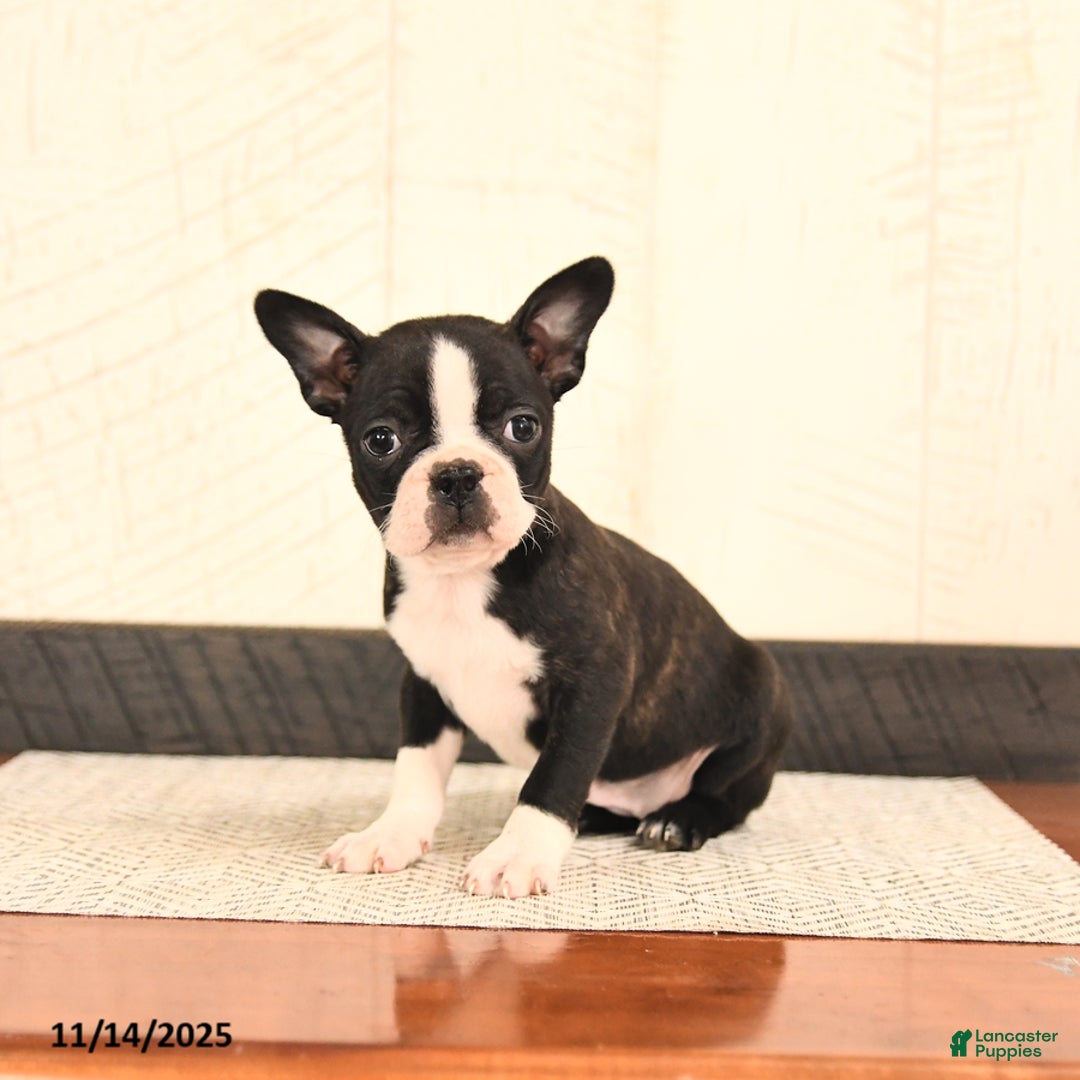 Boston Terrier dogs for sale: Jewel - Ad 2