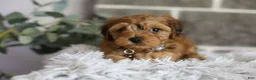 Yorkiepoo dogs for sale: Reggie - Ad 6