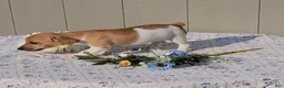 Jack Russell Terrier dogs for sale: Coffee - Ad 4
