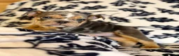 English Bulldog dogs for sale: Versace - Ad 96