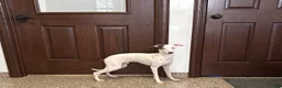 Italian Greyhound dogs for sale: JJ - Ad 4