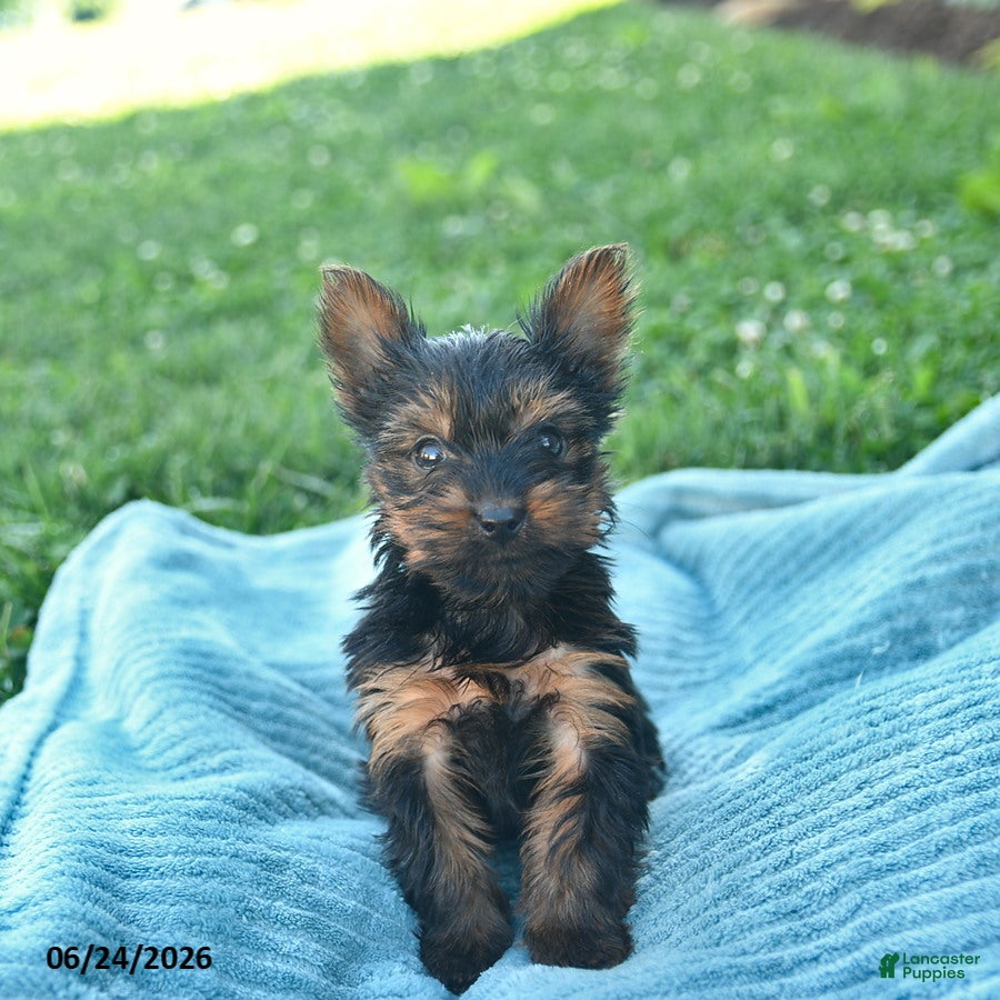Yorkshire Terrier dogs Laurel  - Ad 2