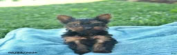 Yorkshire Terrier dogs for sale: Laurel  - Ad 2