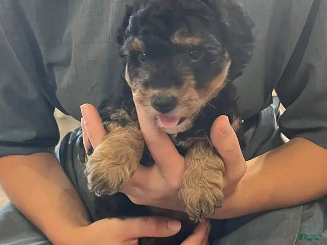 Mini Aussiedoodle dogs for sale: Amber - Ad 40