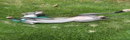 Italian Greyhound dogs for sale: Percy - Ad 9