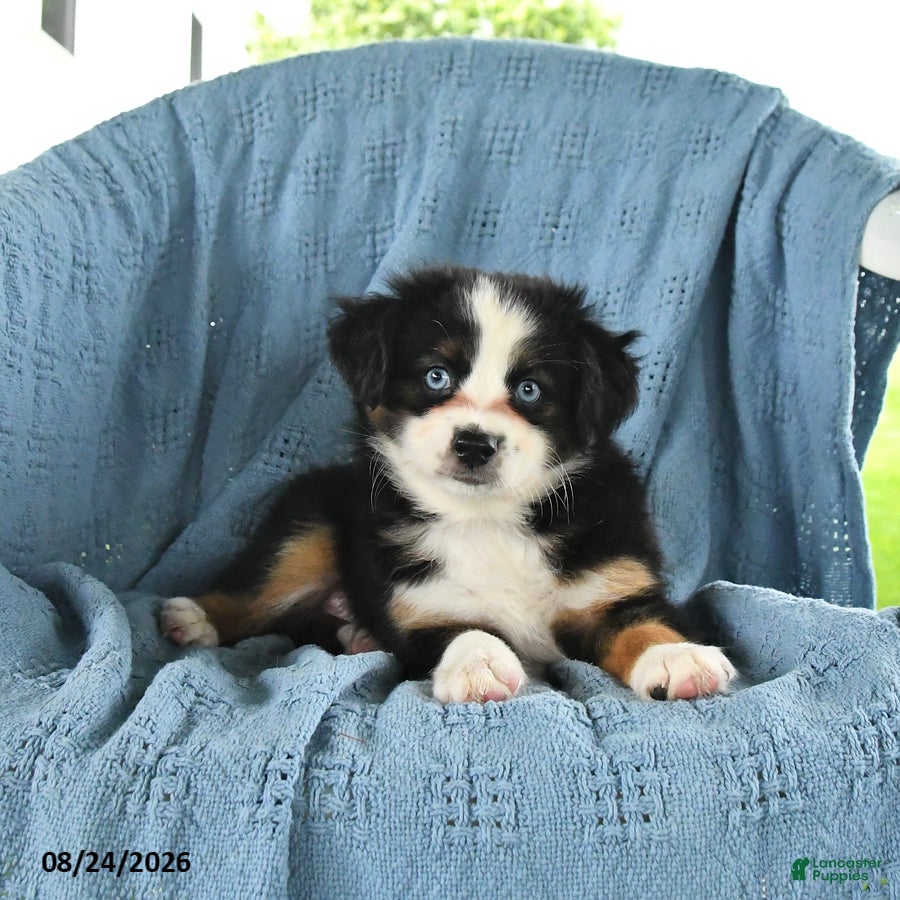 Miniature Australian Shepherd dogs Blue Boy - Ad 1