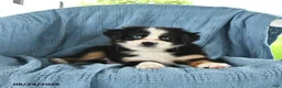 Miniature Australian Shepherd dogs for sale: Blue Boy - Ad 1