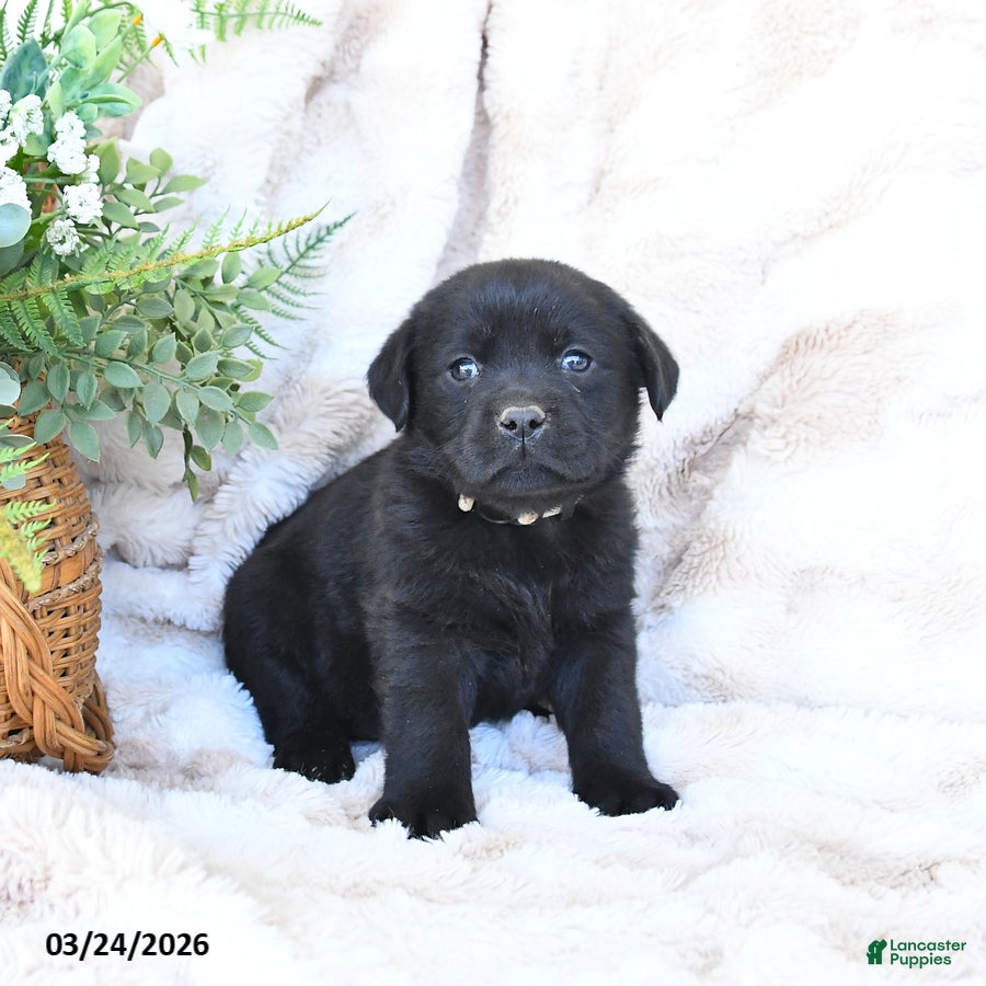 Labrador Retriever dogs Flora   - Ad 2