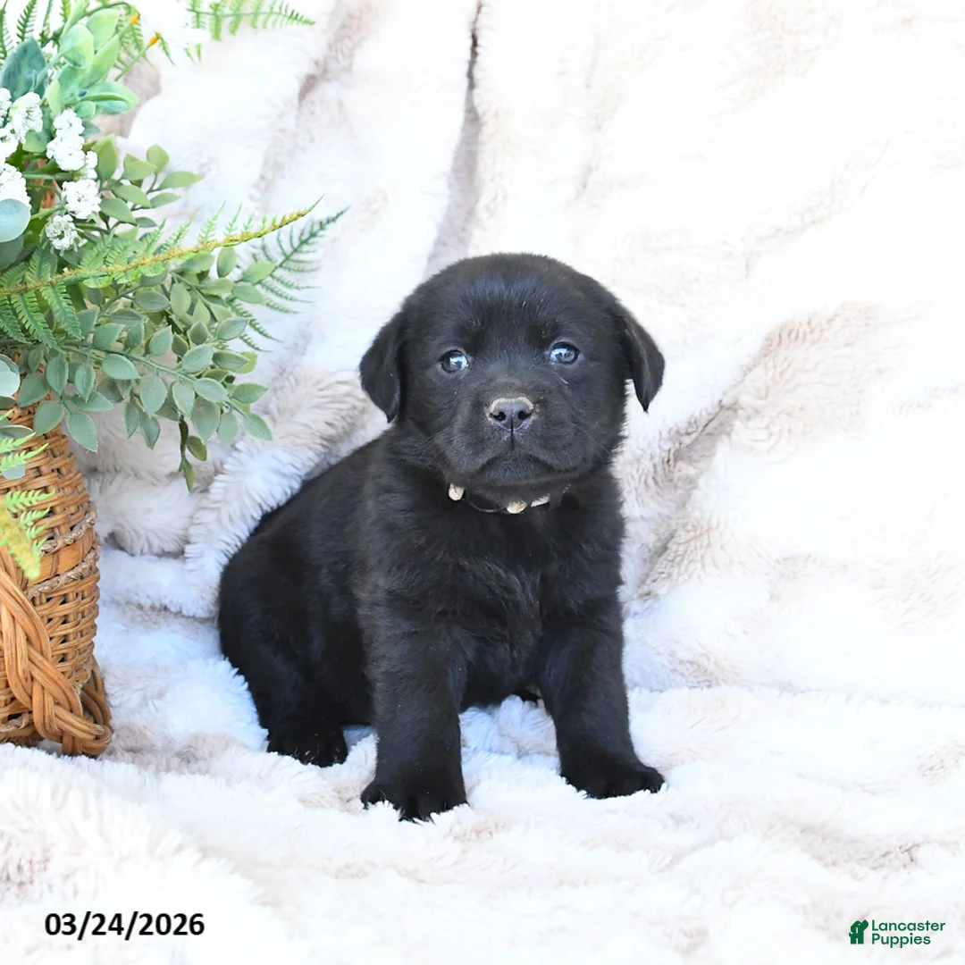 Labrador Retriever dogs for sale: Flora   - Ad 2