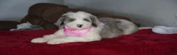 Sheepadoodle dogs for sale: Skye - Ad 1