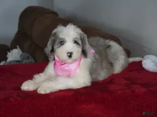 Sheepadoodle dogs Skye - Ad 27
