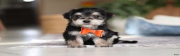 Morkie dogs for sale: Benson - Ad 2