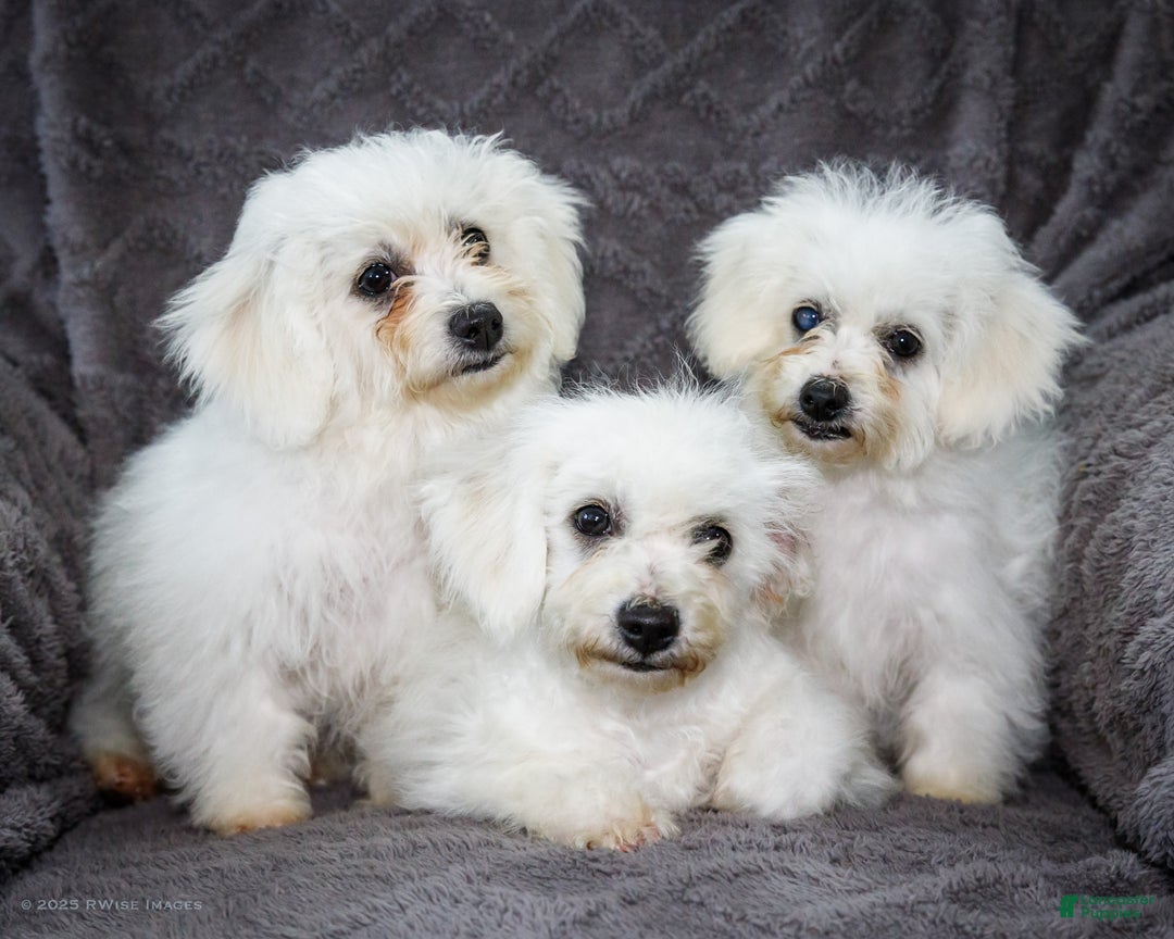 Bichon Frise dogs for sale: Jamaica - Ad 10