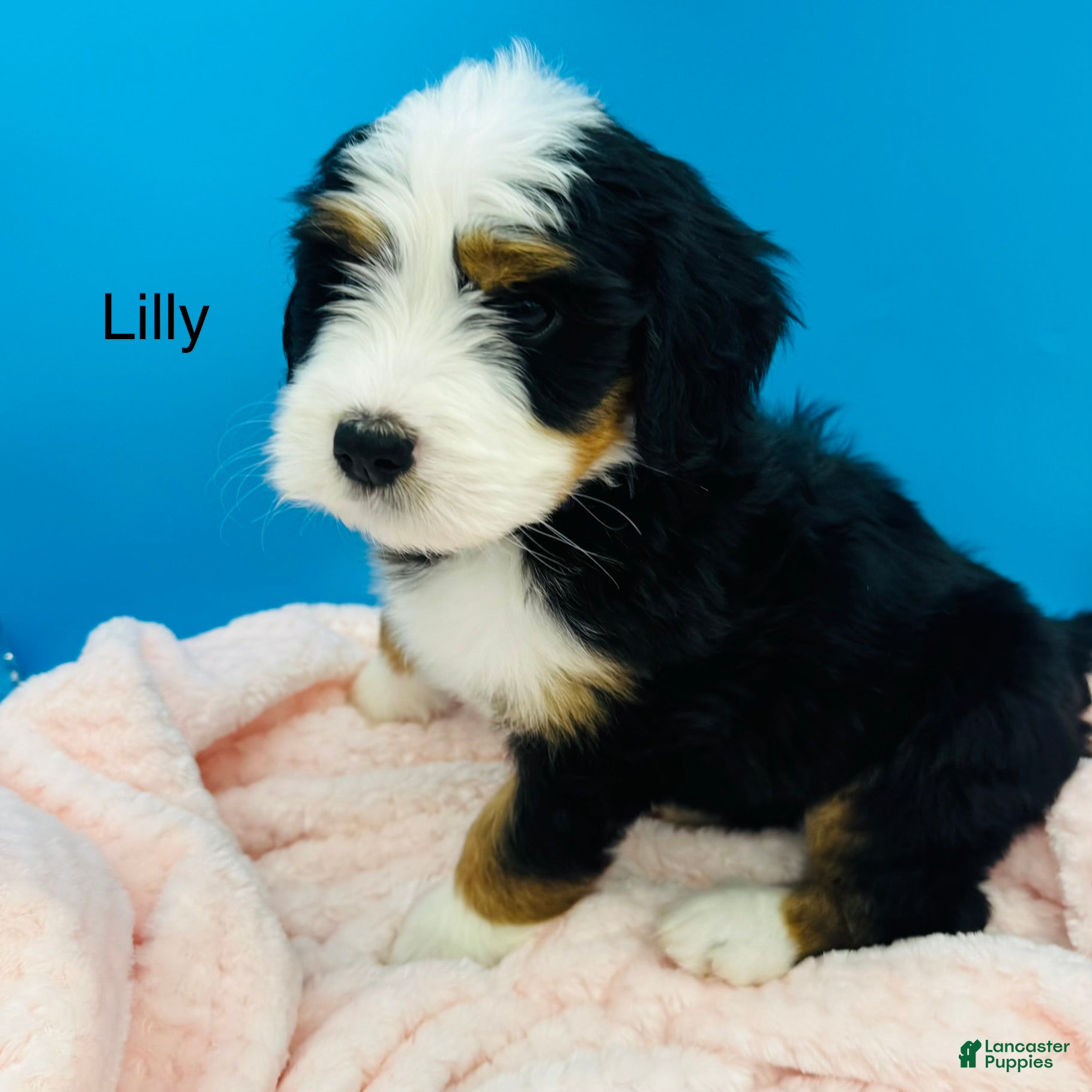 Bernedoodle dogs Bernedoodle Puppy 10 - Ad 2
