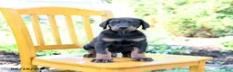 Doberman Pinscher dogs for sale: Trevor - Ad 2