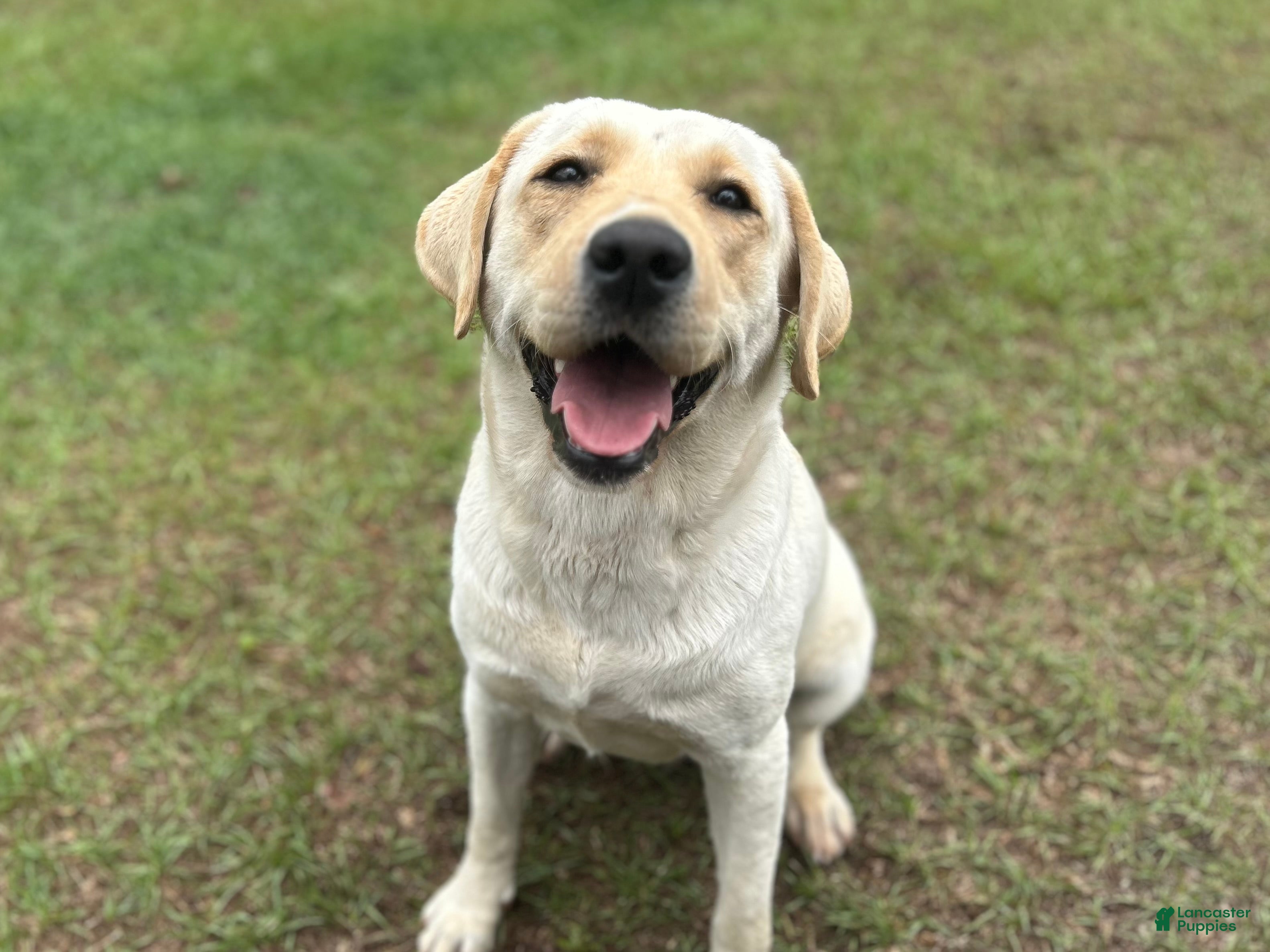 Biscuit
