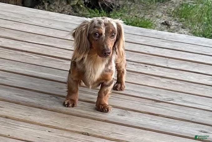 Miniature Dachshund dogs Toby for STUD!chocolate dapple longhair mini  - Ad 1