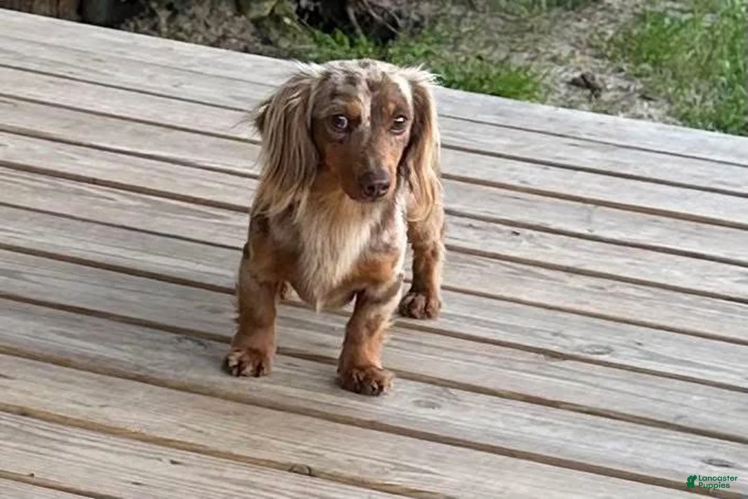Miniature Dachshund dogs for stud: Toby for STUD!chocolate dapple longhair mini  - Ad 1