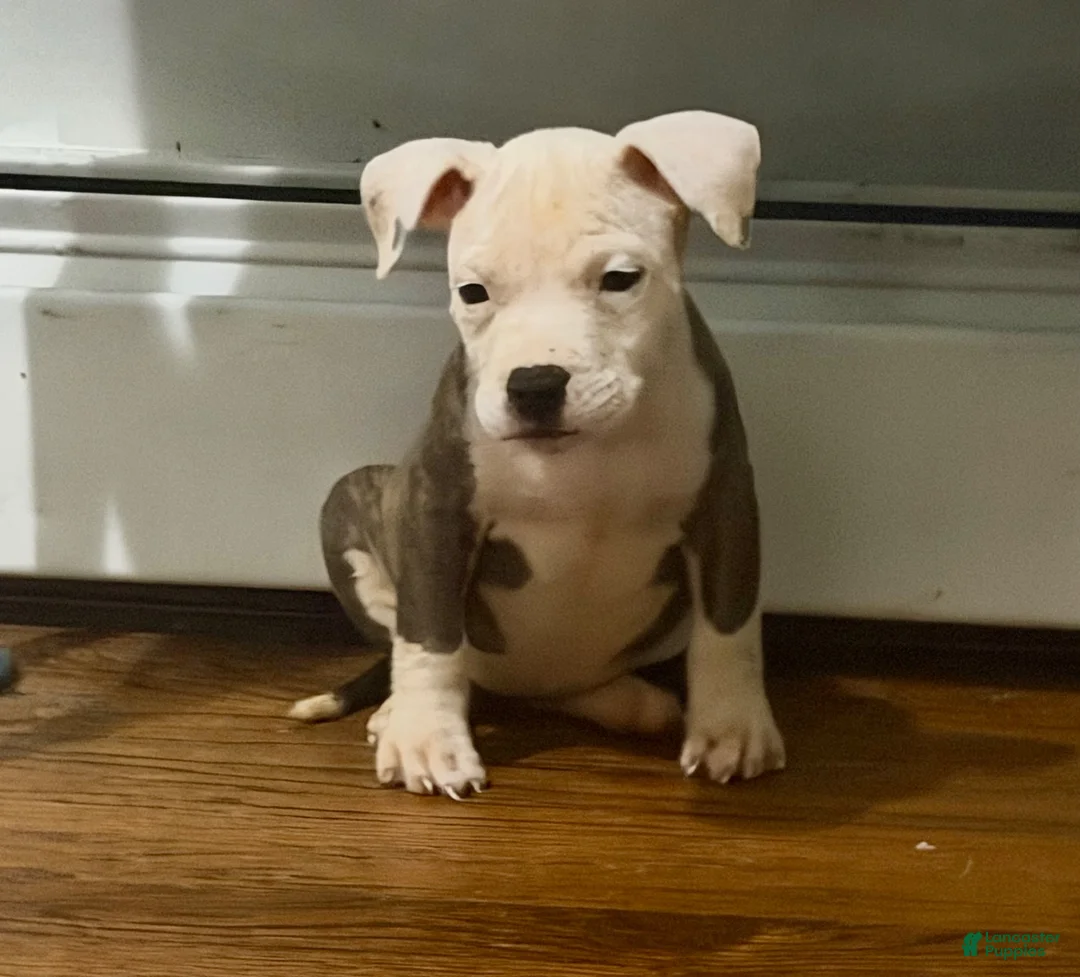 American Pit Bull Terrier dogs for sale: Bella - Ad 1