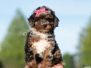 Toy Poodle dogs Nova AKC - Ad 21