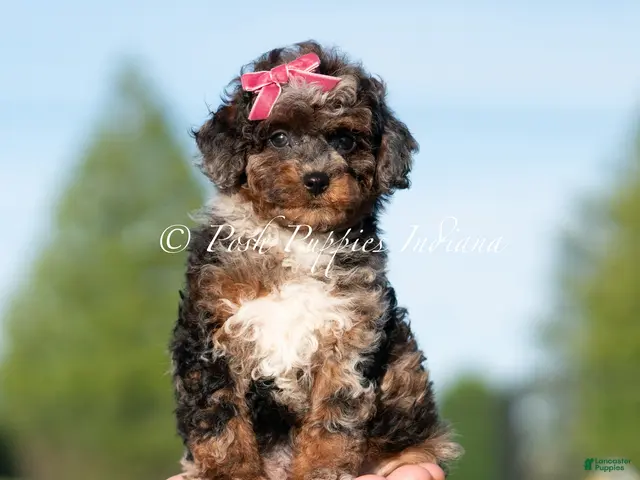 Toy Poodle dogs for sale: Nova AKC - Ad 16