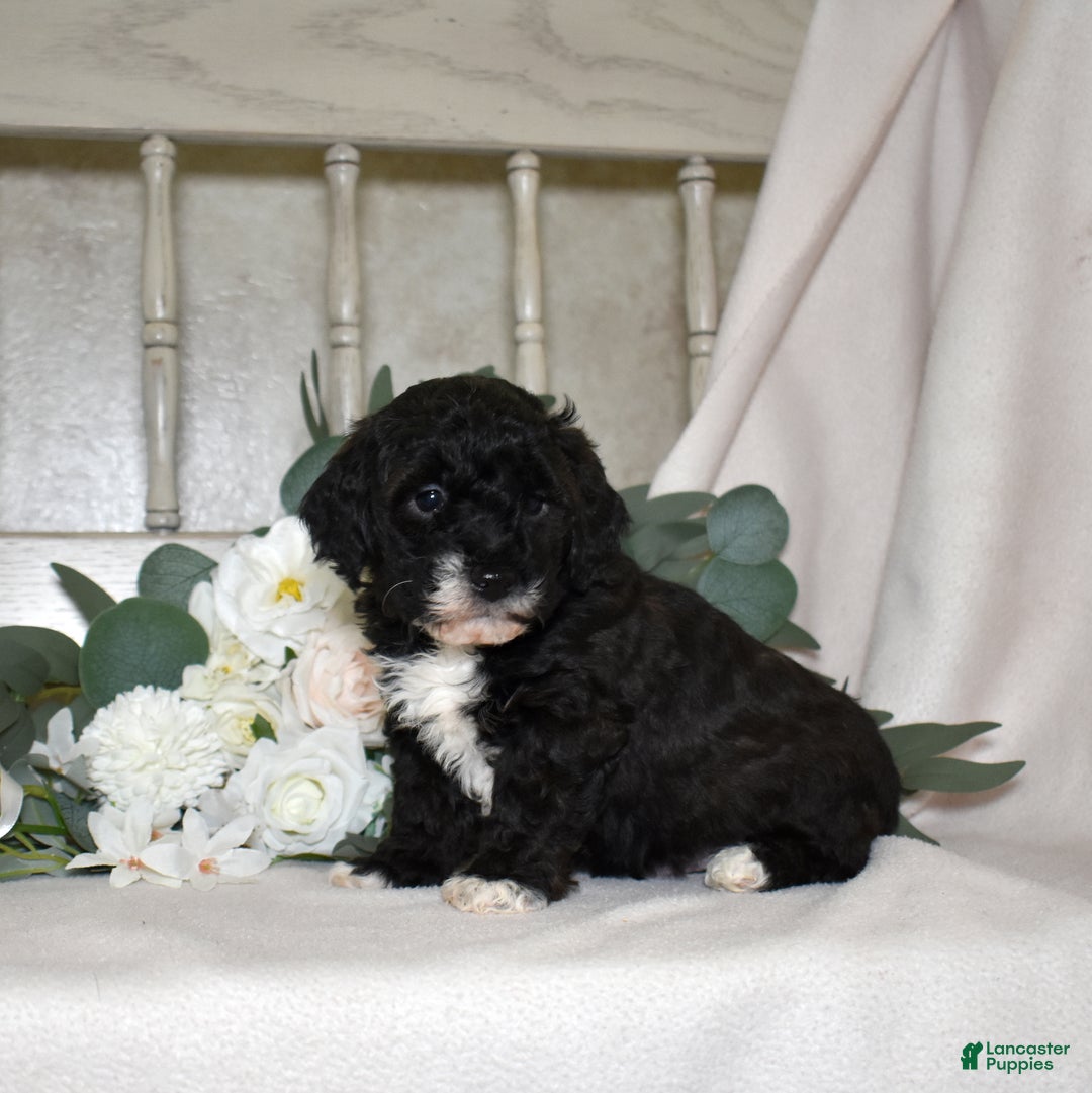 Miniature Poodle dogs for sale: Jackson  - Ad 6