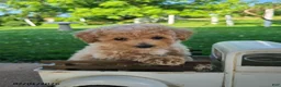 Bichpoo dogs for sale: Lucy - Ad 8