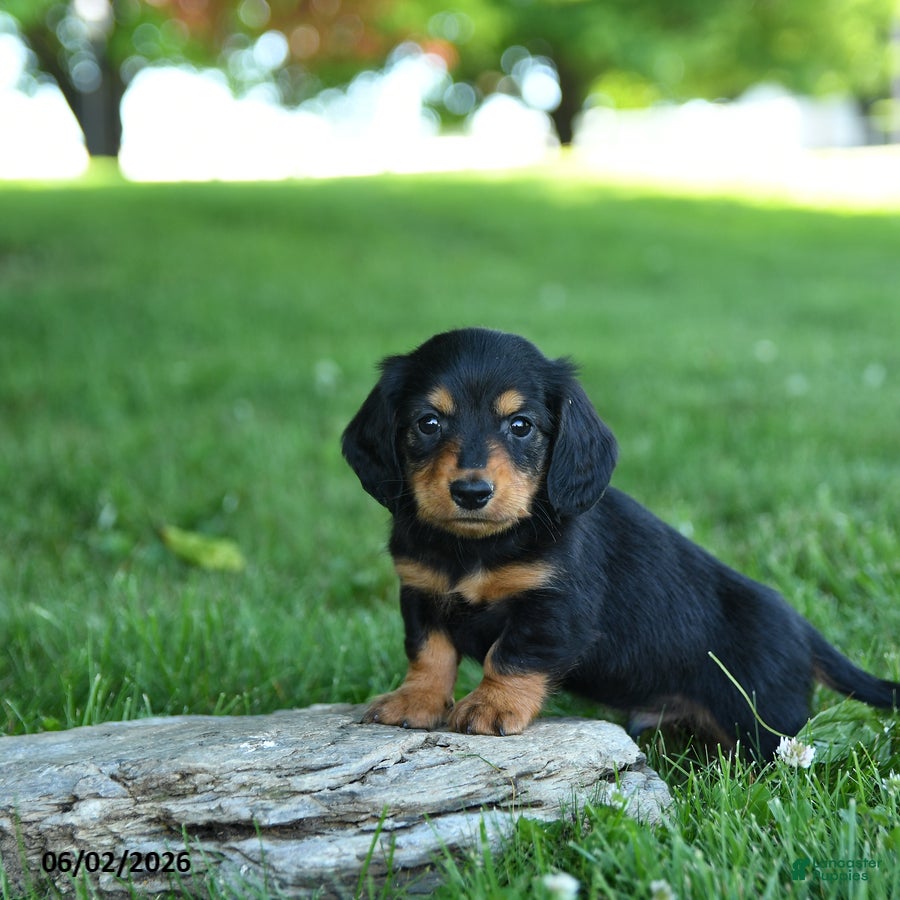 Miniature Dachshund dogs Sherbet - Ad 1