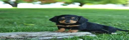 Miniature Dachshund dogs for sale: Sherbet - Ad 1