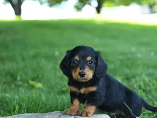 Miniature Dachshund dogs for sale: Sherbet - Ad 1
