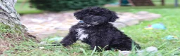 Yorkiepoo dogs for sale: Bubba - Ad 5