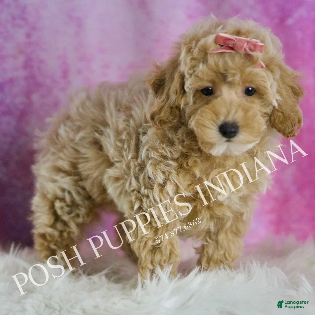 Miniature Poodle dogs for sale: Miniature Poodle Puppy 3 - Ad 4