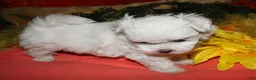 Maltese dogs for sale: Mable - Ad 7